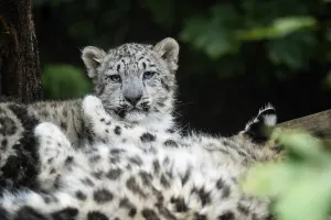 Snow leopard cub (Panthera uncia)