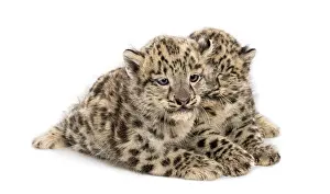 Two Snow Leopard cubs, Panthera uncia, 1, 5 month