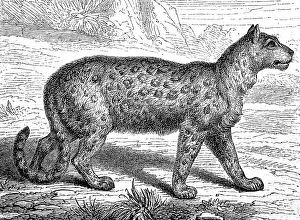 Snow leopard, Irbis or ounce, Panthera uncia