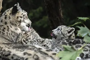 Snow leopard mother with cub. (Panthera uncia)