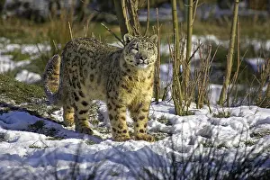 Snow Leopard or Ounce, uncia uncia