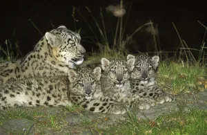 Snow Leopard or Ounce, uncia uncia