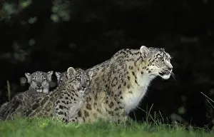 Snow leopard or ounce, uncia uncia