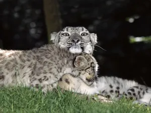 SNOW LEOPARD OR OUNCE uncia uncia, MOTHER WITH CUB