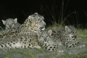 SNOW LEOPARD OR OUNCE uncia uncia, MOTHER WITH CUB