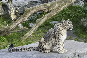 Snow leopard (Panthera uncia)