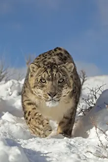 Snow leopard (Panthera uncia) adult