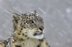 Snow Leopard (Panthera uncia), adult