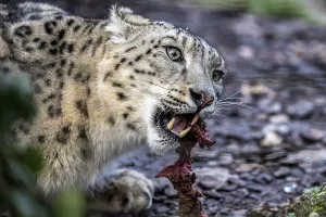 Snow leopard (Panthera uncia), captive