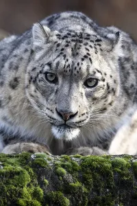 Snow leopard (Panthera uncia), captive