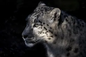 Snow leopard (Panthera uncia), captive