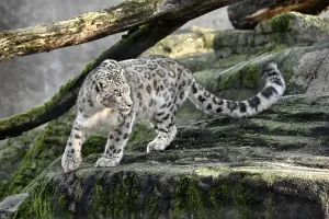 Snow leopard (Panthera uncia), captive
