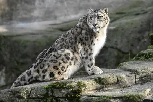 Snow leopard (Panthera uncia), captive