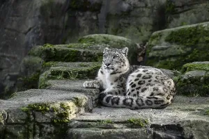 Snow leopard (Panthera uncia), captive
