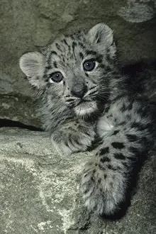 Snow Leopard (Panthera uncia), cub, on rock