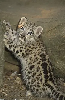 Snow Leopard (Panthera uncia), cub standing up on hind legs