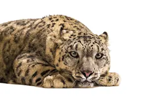 Snow leopard, Panthera uncia, also known as the ounce lying down against white background