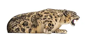 Snow leopard, Panthera uncia, also known as the ounce lying down against white background