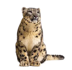 Snow leopard, Panthera uncia, also known as the ounce sitiing against white background