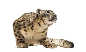 Snow leopard, Panthera uncia, also known as the ounce sitting against white background