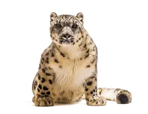 Snow leopard, Panthera uncia, also known as the ounce sitting against white background