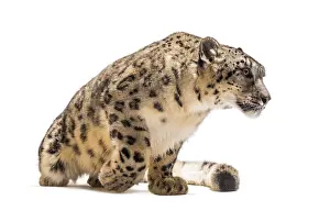 Snow leopard, Panthera uncia, also known as the ounce sitting against white background