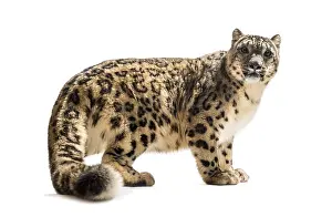 Snow leopard, Panthera uncia, also known as the ounce standing against white background