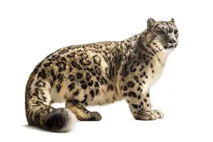 Snow leopard, Panthera uncia, also known as the ounce standing against white background