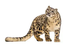 Snow leopard, Panthera uncia, also known as the ounce standing against white background