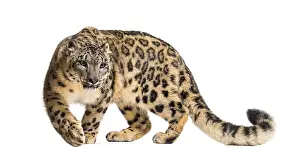 Snow leopard, Panthera uncia, also known as the ounce walking against white background