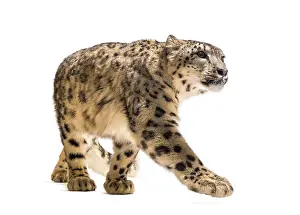 Snow leopard, Panthera uncia, also known as the ounce walking against white background