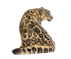 Snow leopard, Panthera uncia, also known as the ounce walking against white background