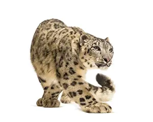Snow leopard, Panthera uncia, also known as the ounce walking against white background