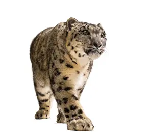 Snow leopard, Panthera uncia, also known as the ounce walking against white background