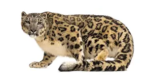 Snow leopard, Panthera uncia, also known as the ounce walking against white background