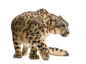 Snow leopard, Panthera uncia, also known as the ounce walking against white background