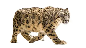 Snow leopard, Panthera uncia, also known as the ounce walking against white background