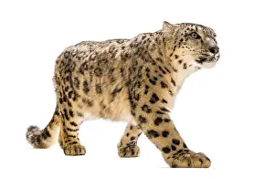 Snow leopard, Panthera uncia, also known as the ounce walking against white background