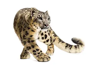 Snow leopard, Panthera uncia, also known as the ounce walking against white background