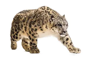 Snow leopard, Panthera uncia, also known as the ounce walking against white background