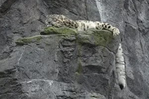Snow leopard (Panthera uncia) lying on a rock
