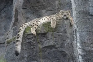 Snow leopard (Panthera uncia) lying on a rock