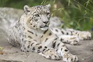 Snow leopard (Panthera uncia) lying on a rock