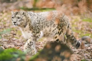 Snow leopard (Panthera uncia) sneaking through the forest