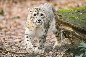Snow leopard (Panthera uncia) sneaking through the forest