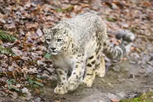 Snow leopard (Panthera uncia) sneaking through the forest