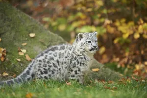 Snow leopard (Panthera uncia) or (Uncia uncia) cute cub in a forest