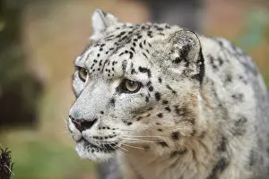 Snow leopard (Panthera uncia) or (Uncia uncia) portrait in autumn