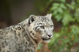 Snow leopard (Panthera uncia) or (Uncia uncia) portrait in autumn