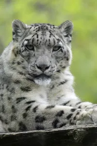 Snow leopard Snow leopard